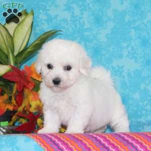 Sweetest Makayla, Bichon Frise Puppy